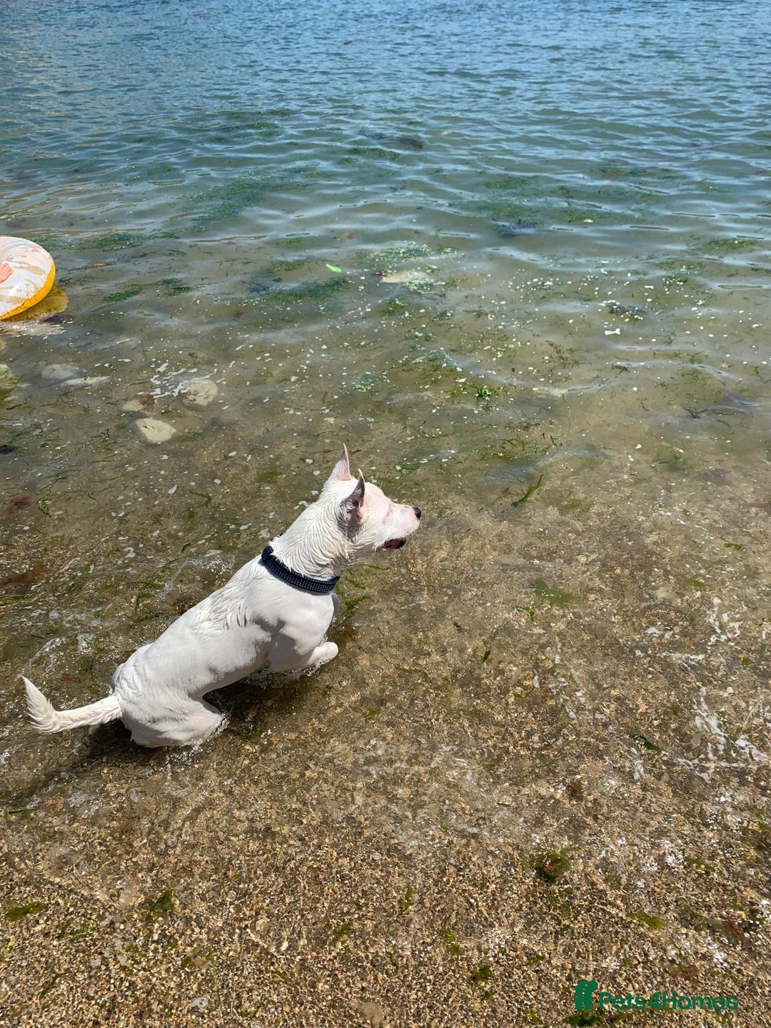 Mixed Breed dogs for sale: Beautiful Dog - Advert 3