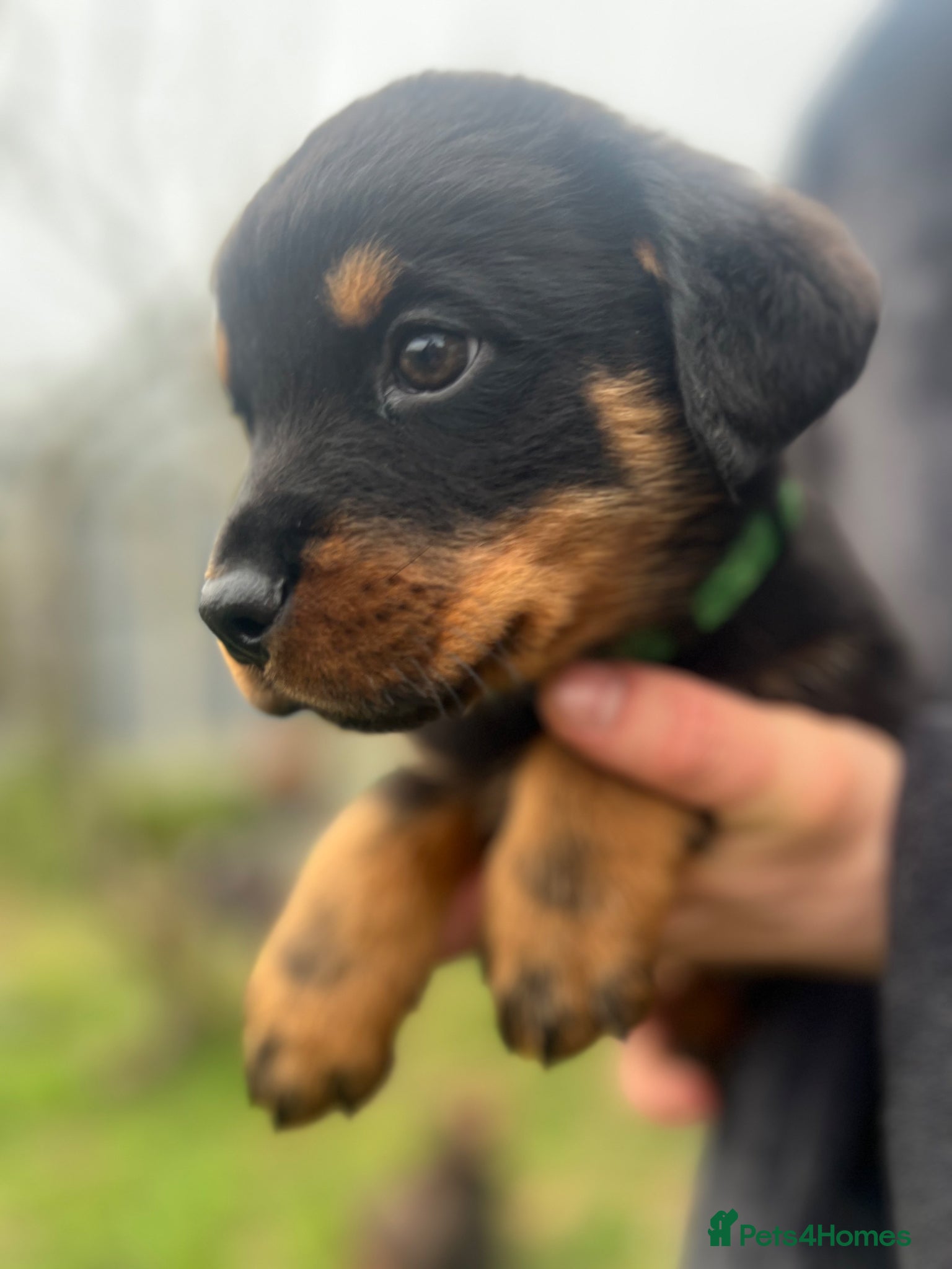 Rottweiler dogs Gorgeous last Rottweiler pup  - Advert 10