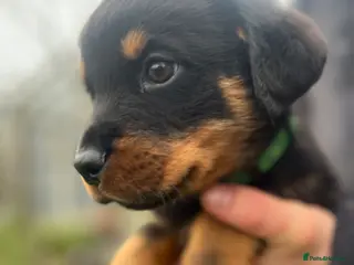 Rottweiler dogs Gorgeous last Rottweiler pup - Advert 10