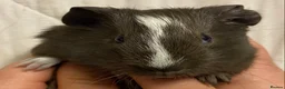Guinea Pig rodents for sale: Baby Female Guinea Pigs For Sale  - Advert 7