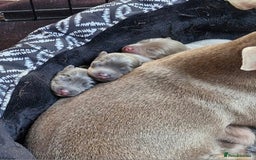 Jack Russell dogs for sale: Miniature Lilac & Blue Jack Russell puppies  - Image 14
