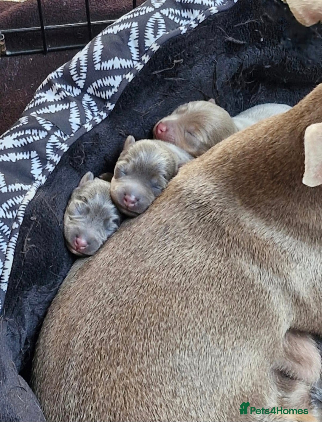 Jack Russell dogs for sale: Miniature Lilac & Blue Jack Russell puppies  - Image 14