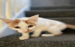 British Shorthair cats for sale: Beautiful kitten  - Image 1