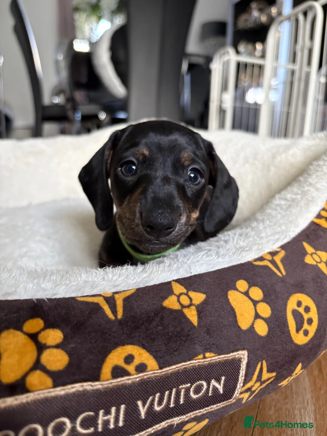 Miniature Dachshund dogs for sale: 3 mini dachshunds puppies  - Advert 2
