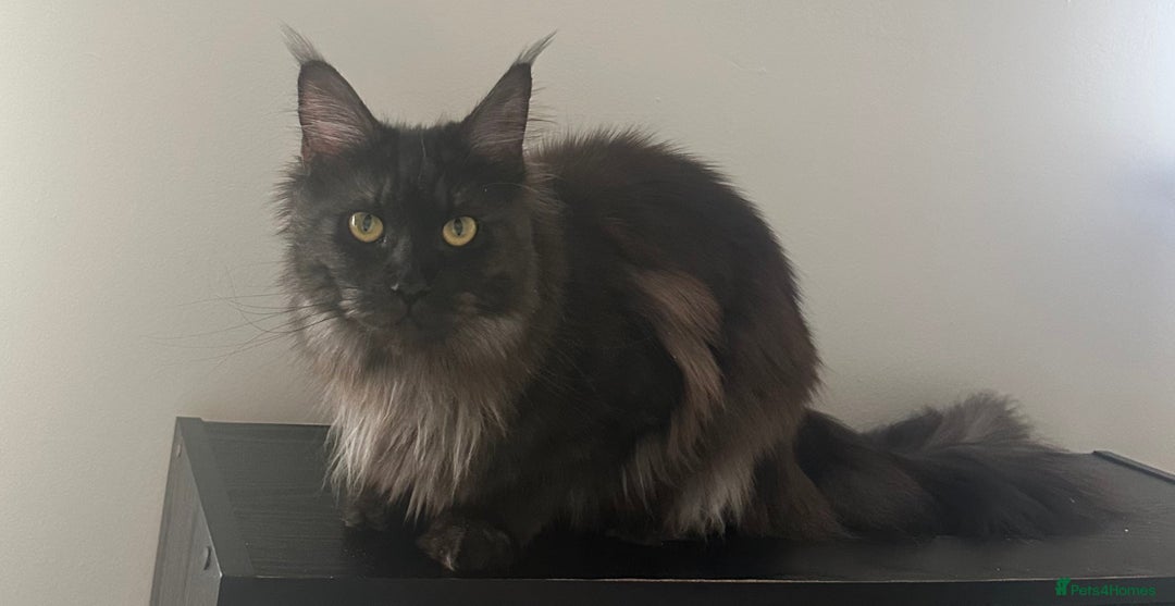 Maine Coon cats for sale: TICA Registered Black Smoke Maine Coon Female - Image 2