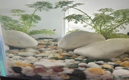 Platies fish for sale: 4 baby Platy fish for sale - Image 2