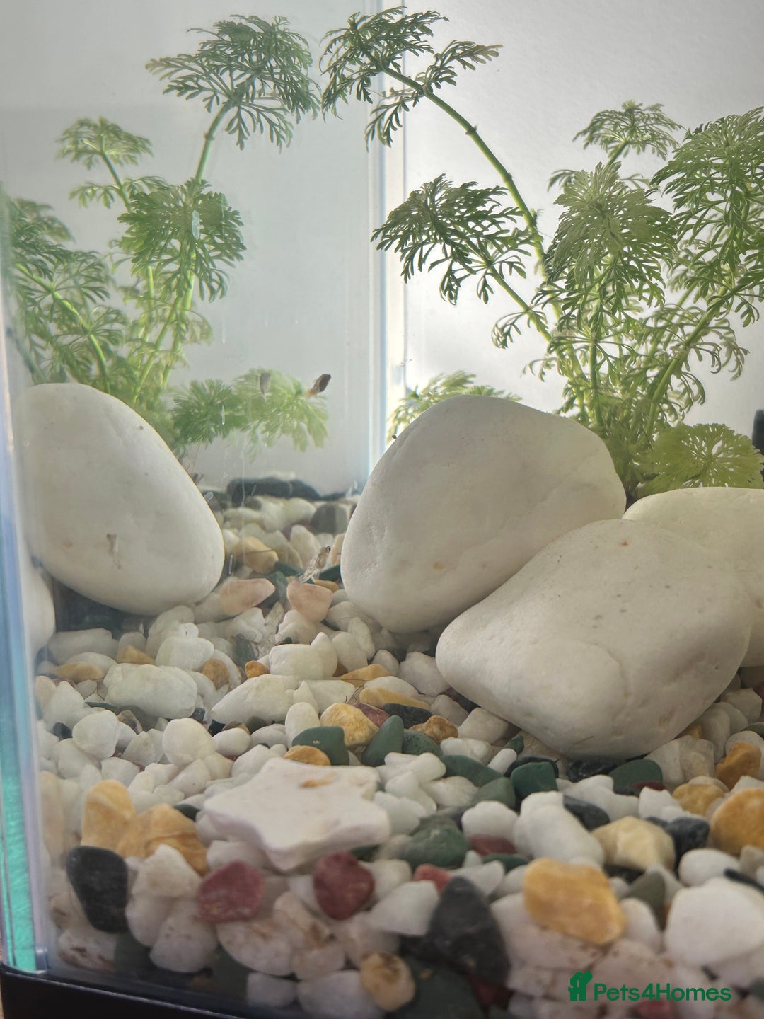 Platies fish for sale: 4 baby Platy fish for sale - Image 2