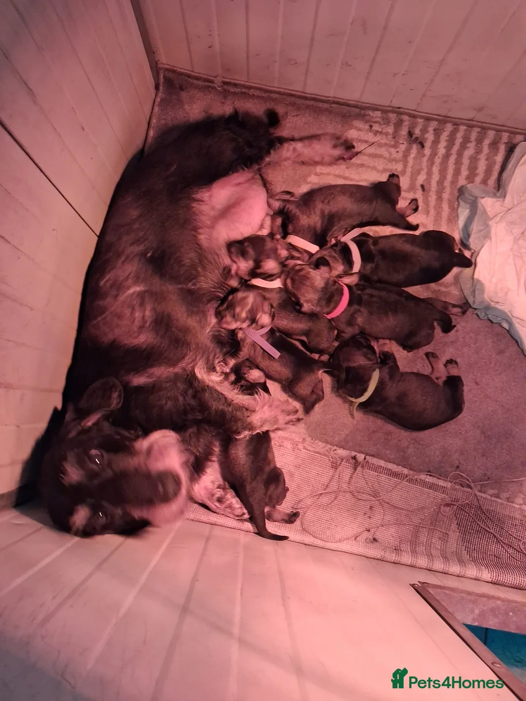 Dachshund dogs for sale: Standard Wirehaired Dachshund/Teckel Puppies in Grays - Advert 2