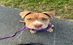 Olde English Bulldogge dogs for sale: Female old English - Image 8