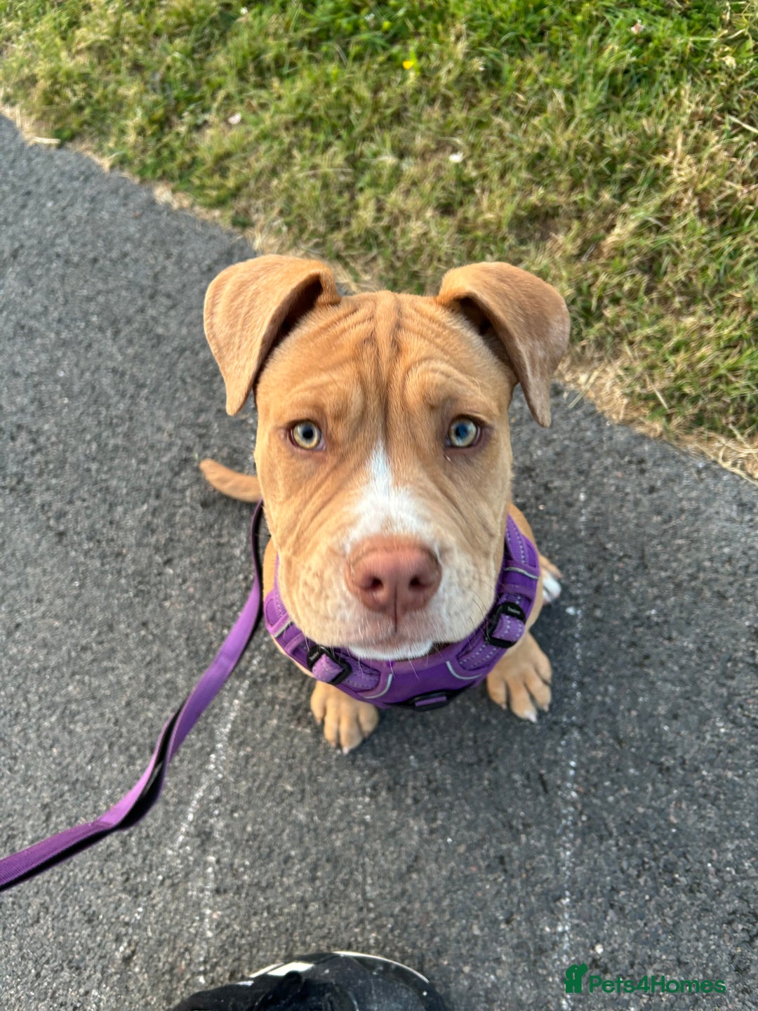 Olde English Bulldogge dogs for sale: Female old English - Image 8
