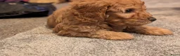 Labradoodle dogs for sale: Stunning F2 labradoodles  in Ebbw Vale - Advert 6