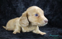 Miniature Dachshund dogs for sale: KC PRA Clear Mini Longhair Daxies – Dapple - Advert 27