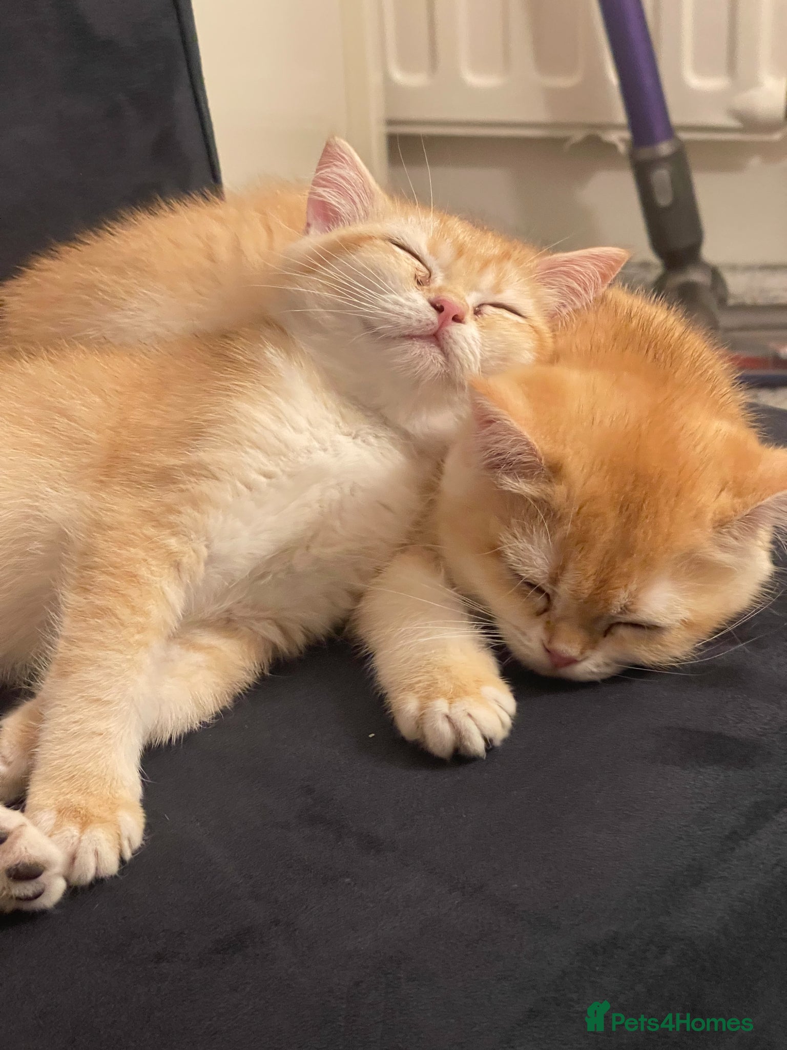 British Longhair cats British Shorthair Golden Kittens 2 Beautiful Girls - Advert 1