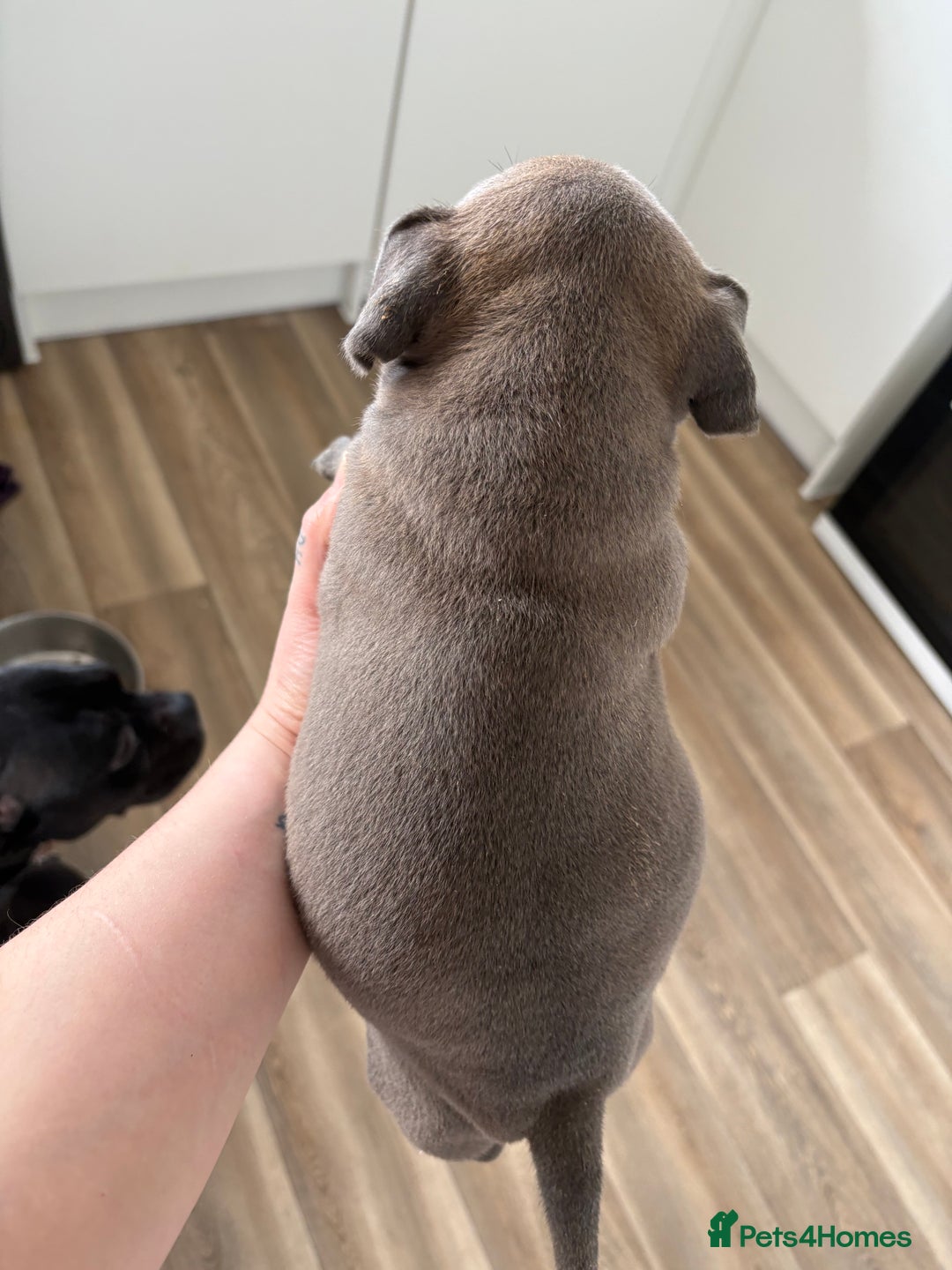 Mixed Breed dogs for sale: Staffie x puppies  - Advert 5