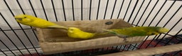 Budgerigars birds for sale: 3 budgies for sale - Advert 4