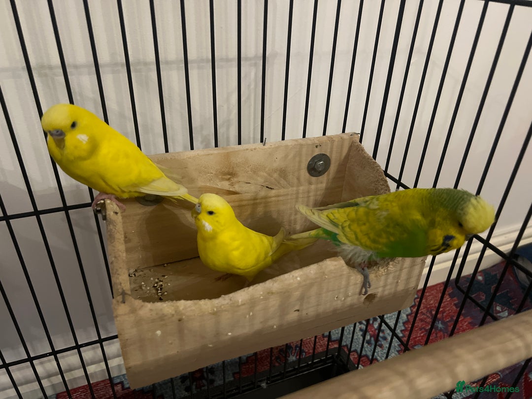 Budgerigars birds for sale: 3 budgies for sale - Advert 4