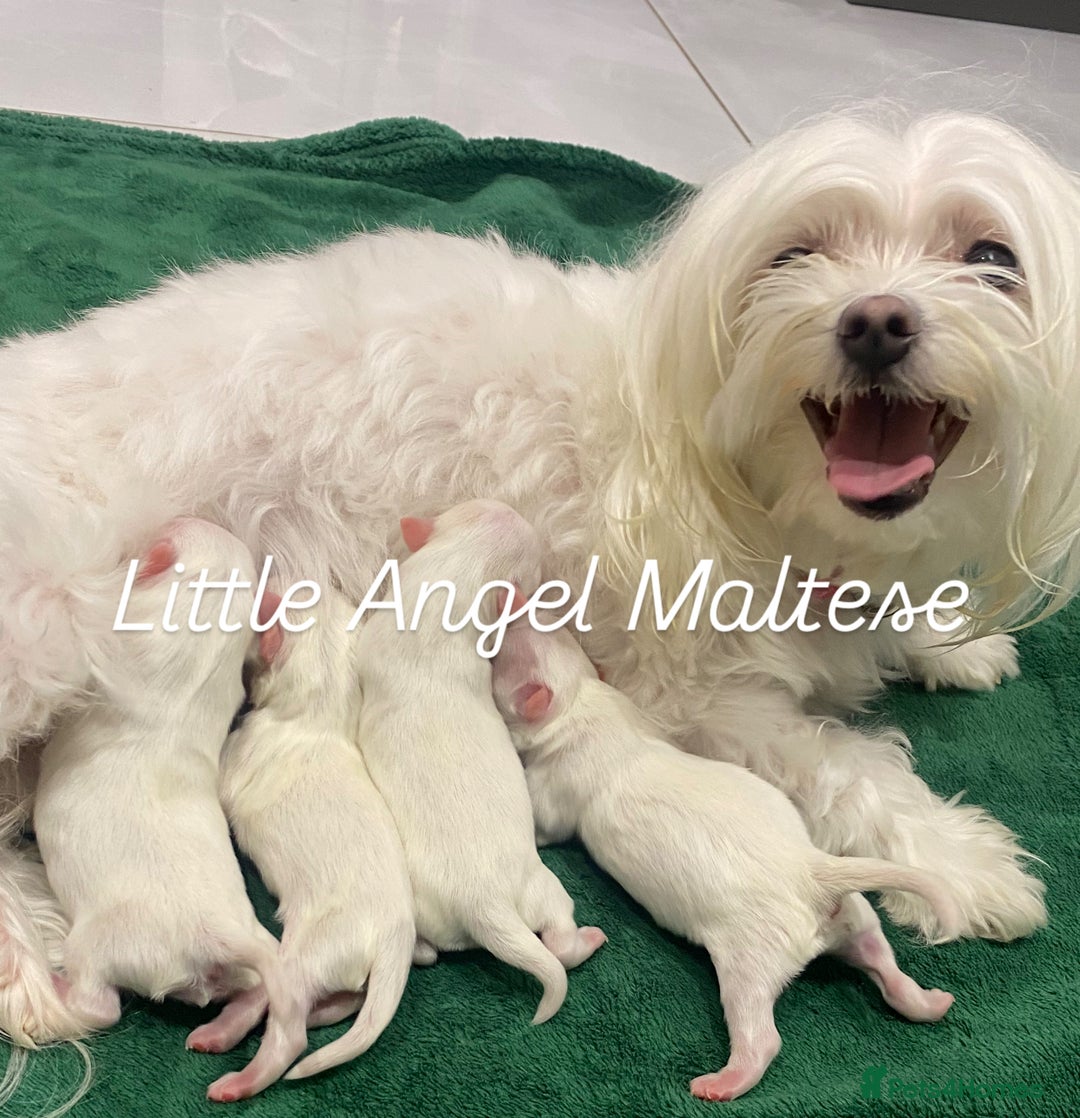 Maltese dogs for sale: ✨ Outstanding KC half-Korean Maltese Puppies ✨ - Advert 19