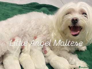 Maltese dogs - Advert 1