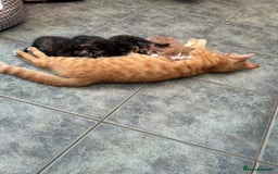 Mixed Breed cats for sale: 2 CUTE TORTOISESHELL GIRLS  - Image 23