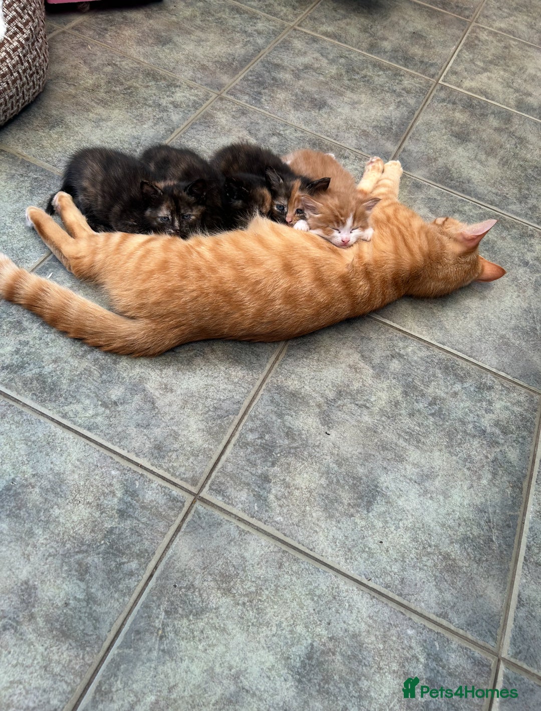 Mixed Breed cats for sale: 2 CUTE TORTOISESHELL GIRLS  - Image 23