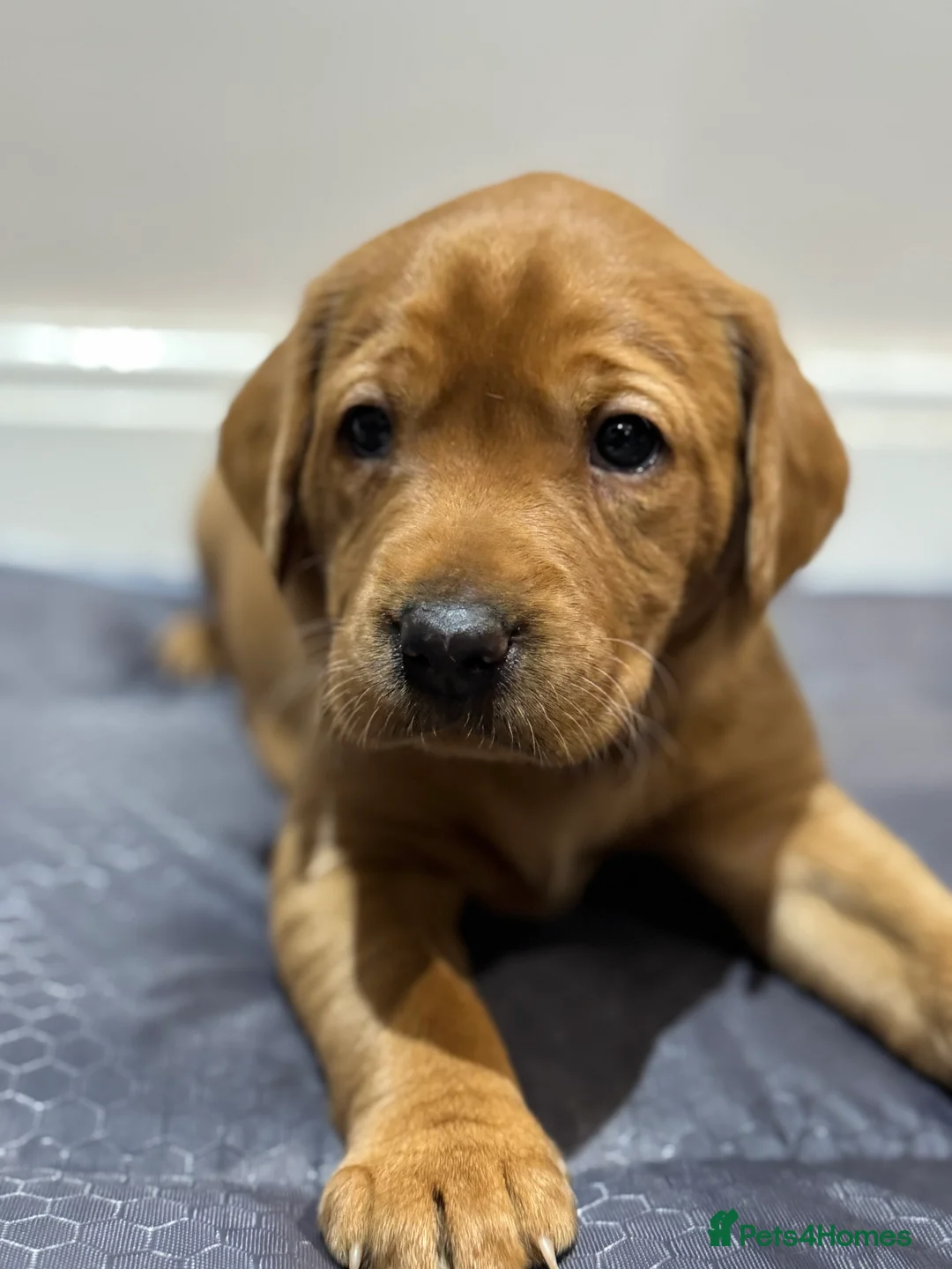 Labrador Retriever dogs for sale: KC, Fully Health Tested, Fox Red Labradors  - Advert 4