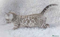 Bengal cats for sale: 🏆OUTSTANDING SHOW WINNING BENGALS KITTENS🔥 - Image 11