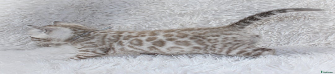 Silver mink girl - Grey Collar 