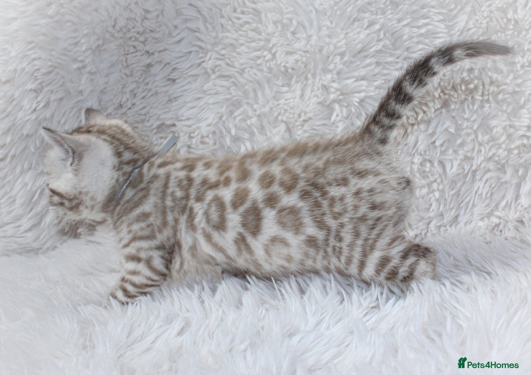 Bengal cats for sale: 🏆OUTSTANDING SHOW WINNING BENGALS KITTENS🔥 - Image 11