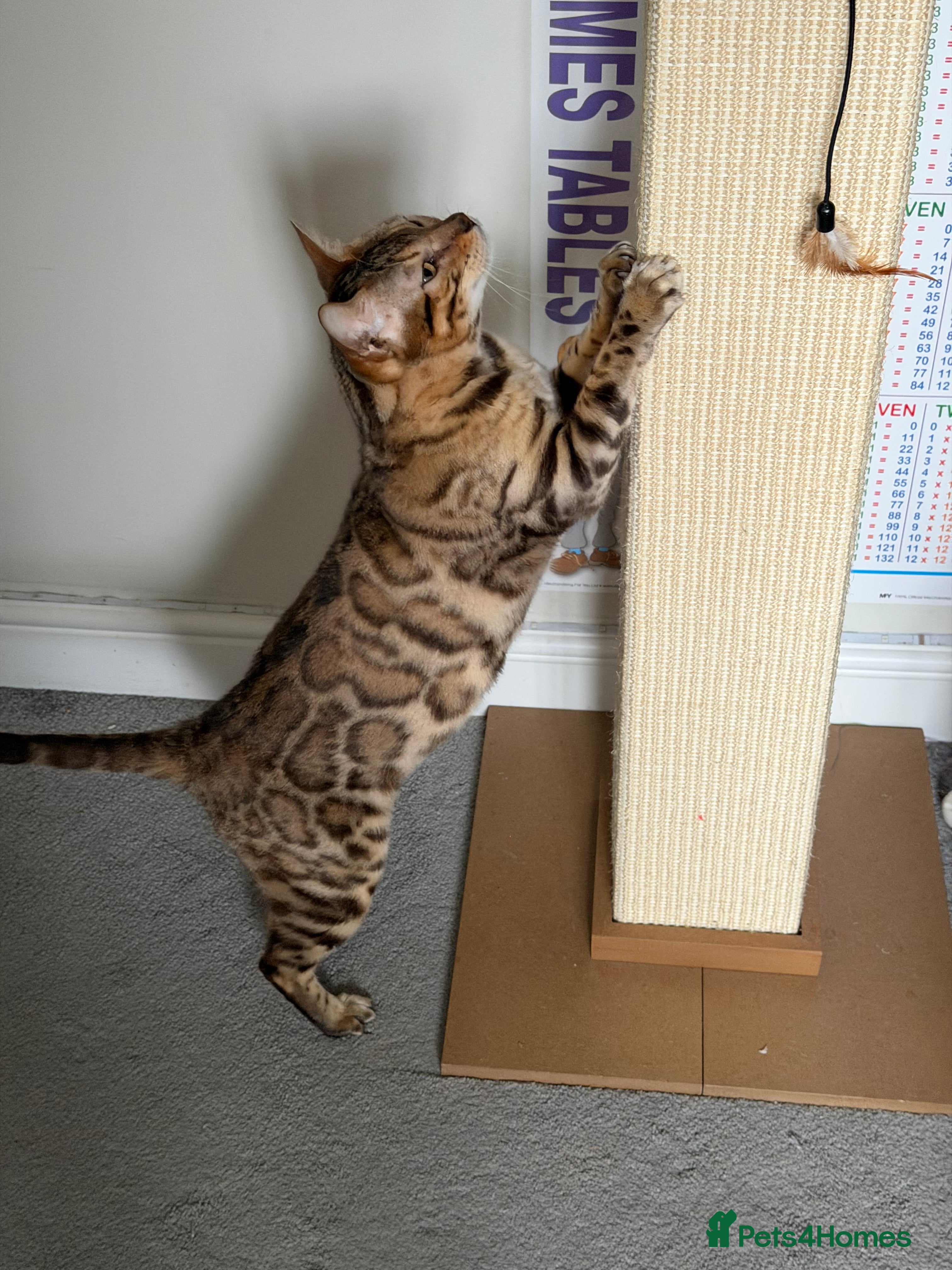Bengal cats 🌹Gccf/TicaActive Exceptional Seal Sepia Bengal🌹 - Advert 8