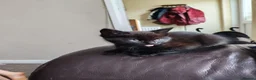 Domestic Shorthair cats for sale: Two female kittens - Advert 6