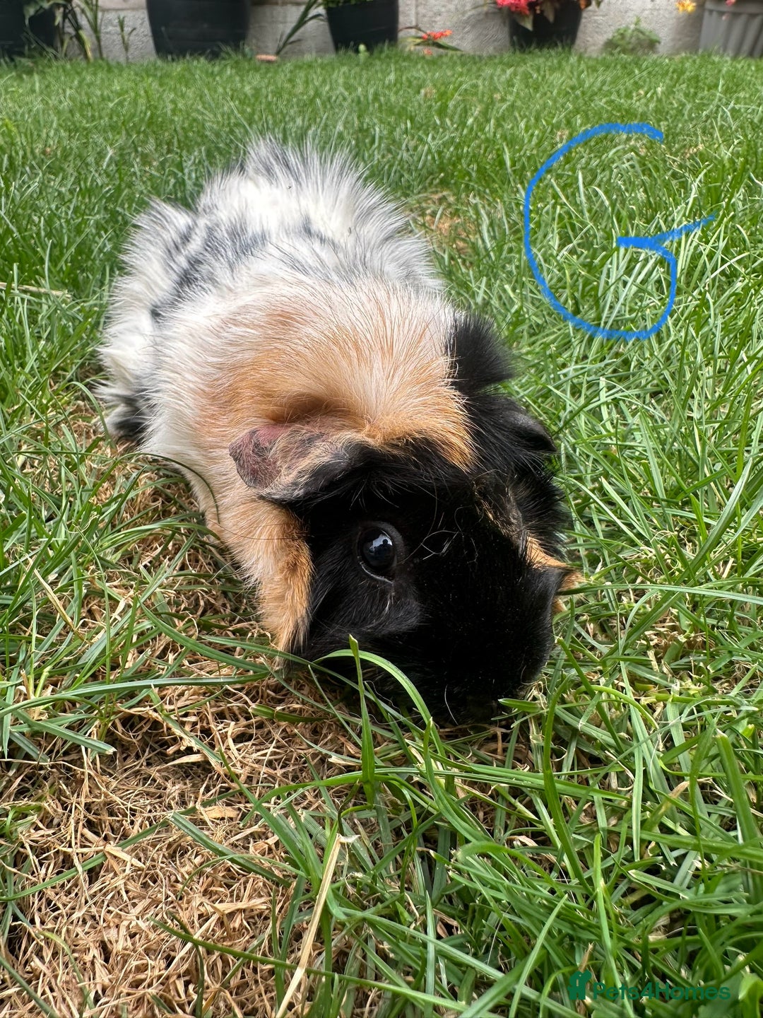 Guinea Pig rodents for sale: Male and Female Guinea Pigs For Sale  - Image 7
