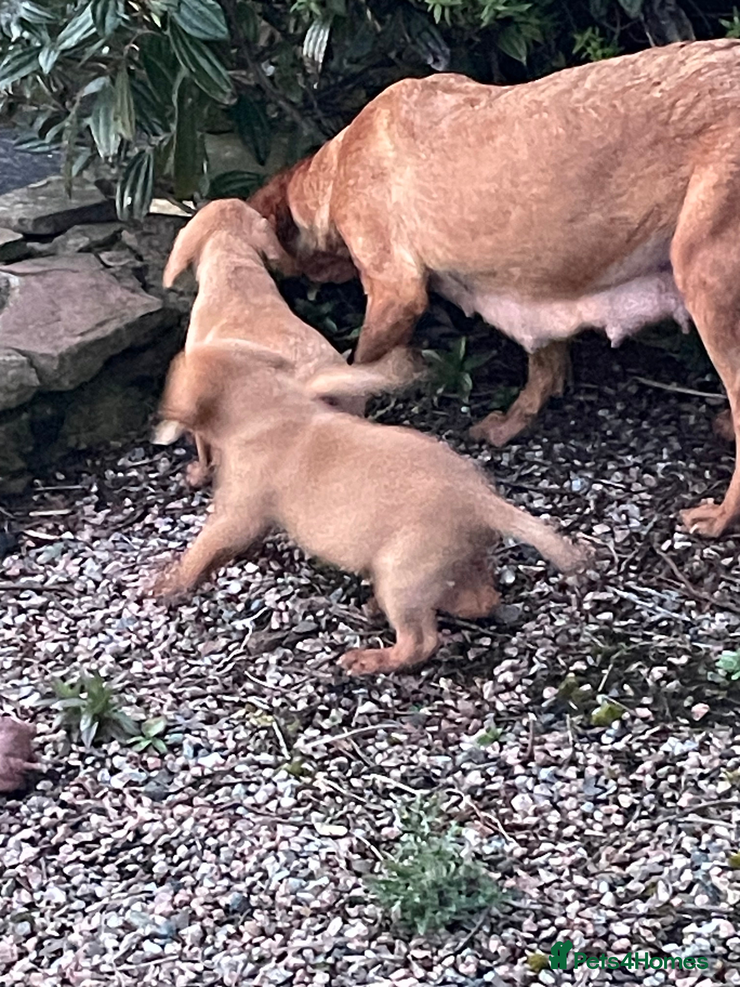 Labrador Retriever dogs KC Registered fox red Labrador puppies - Advert 2