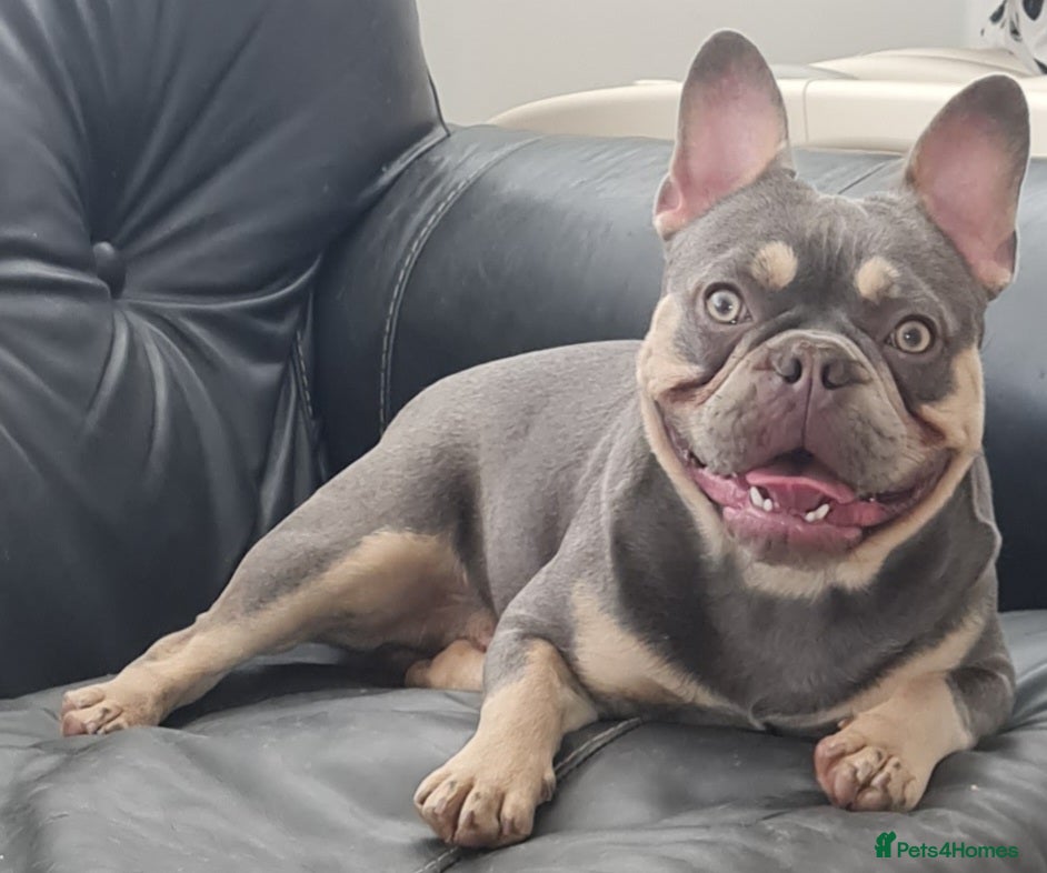 French Bulldog dogs Top Quality Stud RAMSGATE 🎯🎯 KC registered💣💣  in Ramsgate - Advert 20