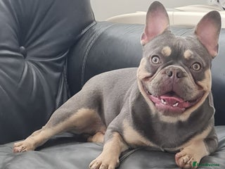 French Bulldog dogs in Ramsgate - Advert 10