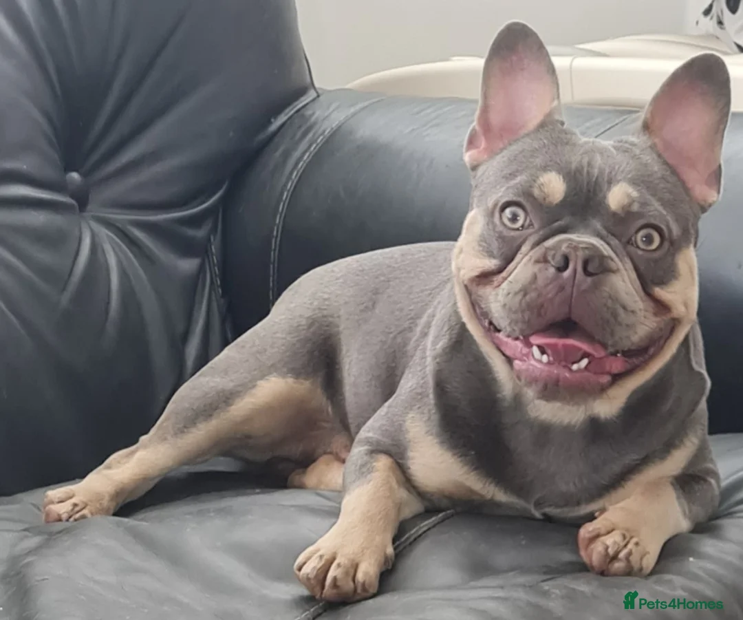 French Bulldog dogs for stud: Top Quality Stud RAMSGATE 🎯🎯 KC registered💣💣  in Ramsgate - Advert 1