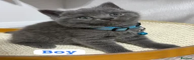 British Shorthair Kitten 1
