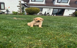 Labrador Retriever dogs for sale: Labrador puppies - Image 16