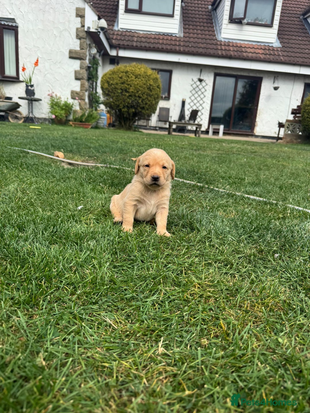Labrador Retriever dogs for sale: Labrador puppies - Image 16