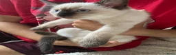 Mixed Breed cats for sale: Mixed kittens  - Advert 8