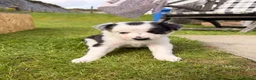 Border Collie dogs for sale: Gorgeous Border Collie puppies  - Advert 26
