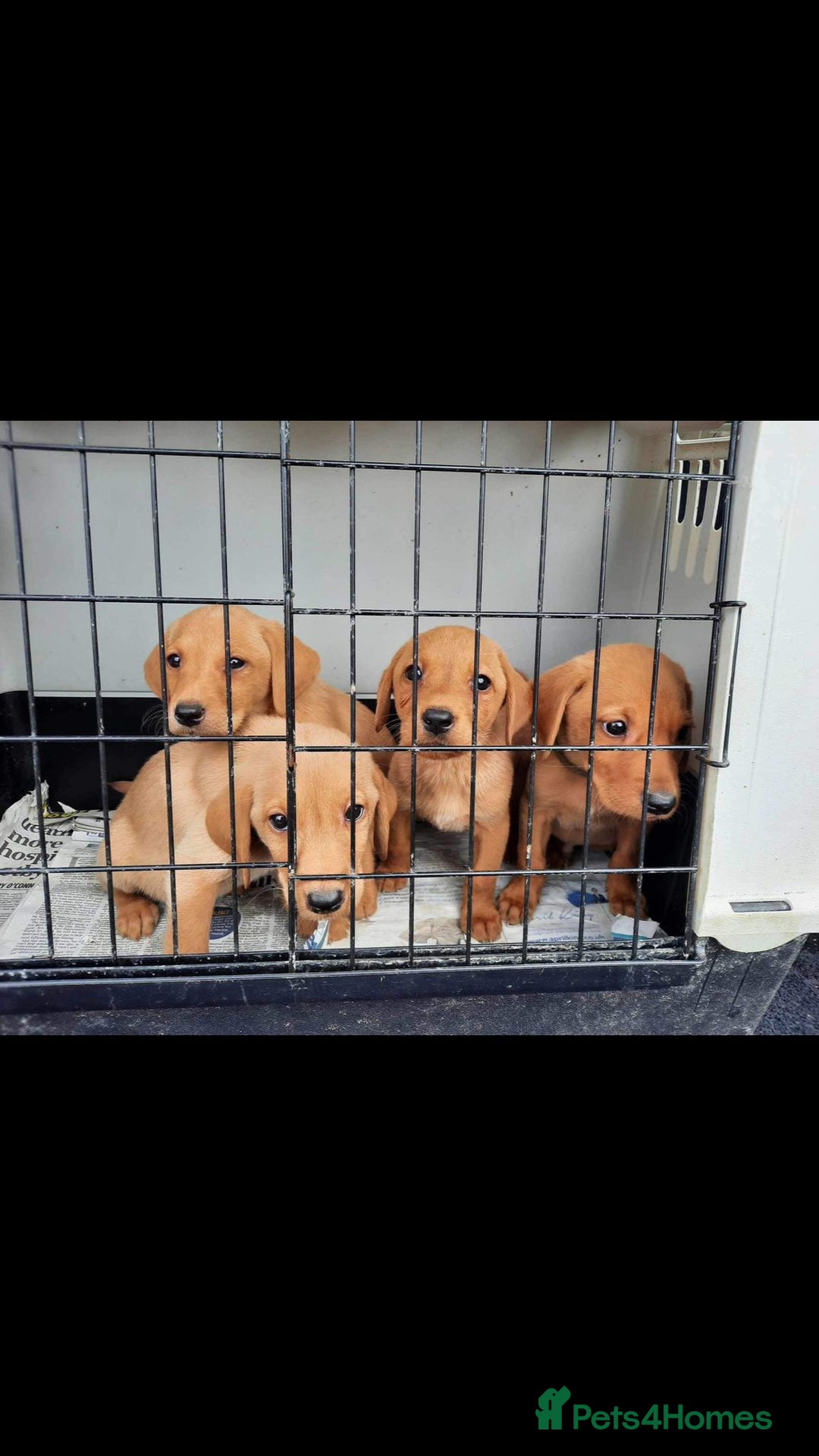 Labrador Retriever dogs for sale: Stunning litter of KC FOX RED PUPPYS  - Advert 6