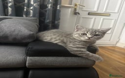 Scottish Fold cats for sale: Scottish fold kitten  - Image 13