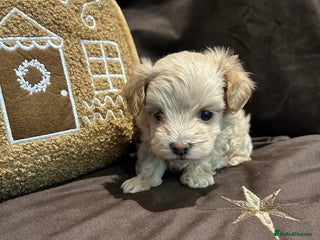 Maltipoo dogs Teeny tiny maltipoo babies 🧸 - Advert 4