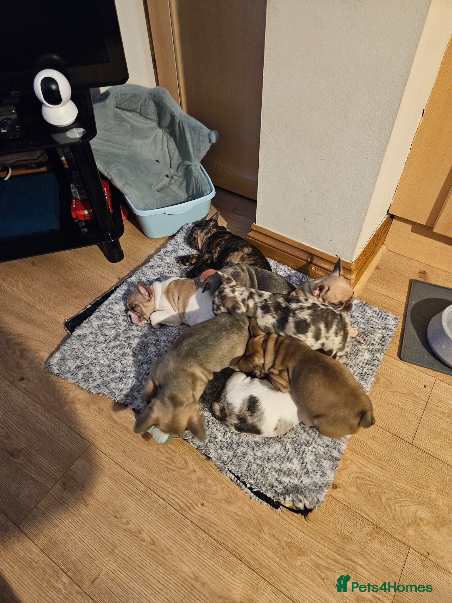 French Bulldog dogs French Bulldog Puppies for rehome - Advert 1