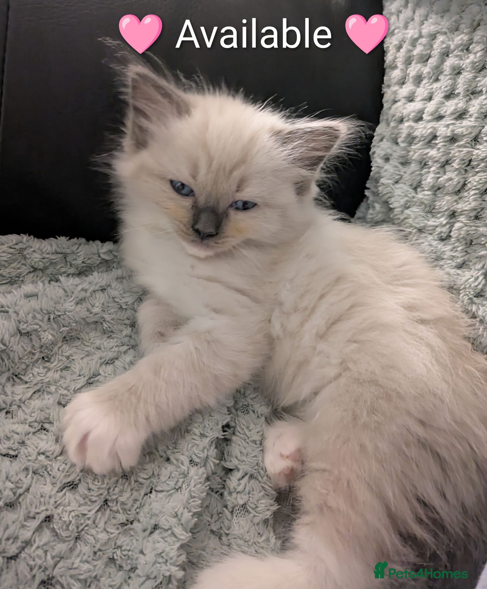 Ragdoll cats Ragdoll kittens *GCCF registered#  - Advert 8