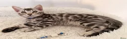 Bengal cats for sale: Exceptional Silver Bengal Kittens - Advert 10