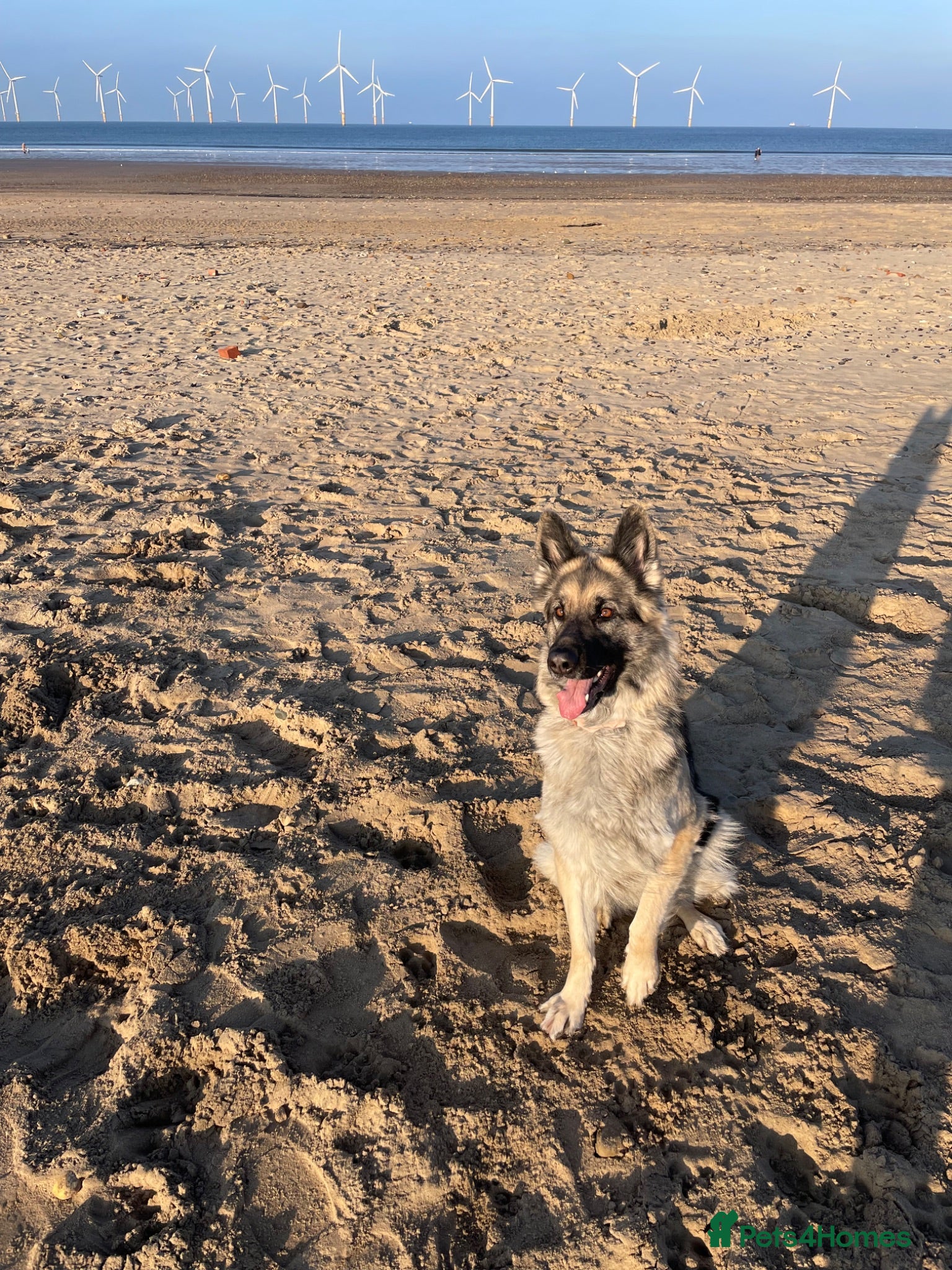 German Shepherd dogs Xena  - Advert 3