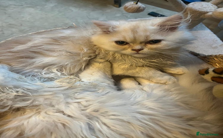 Persian cats - Advert 1