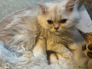 Persian cats - Advert 1