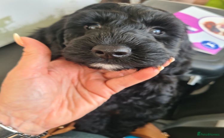 Cockapoo dogs - Advert 1